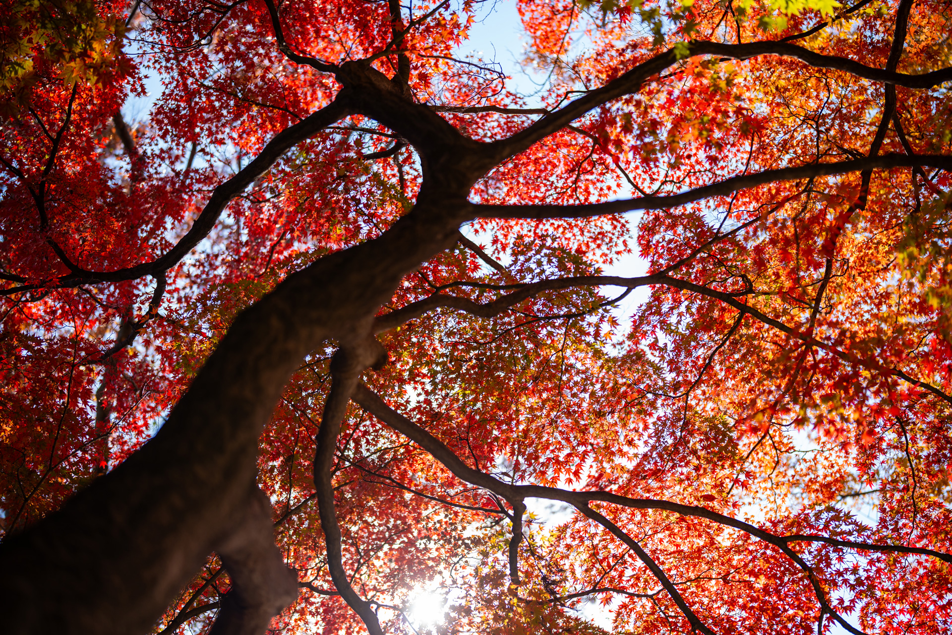 shot of a japanese maple looking up at its branches and red leaves